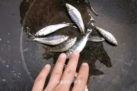 把今天钓到的鱼都煮给猫吃，对它来说今天绝对是个好日子