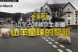 【山羊占领威尔士街道】外国网友：山羊星球的黎明