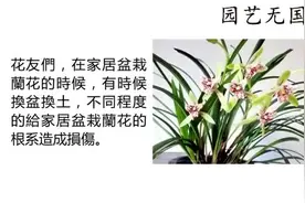 兰花生长慢吞吞，老爷子只用一招，兰花一下子猛长视频封面