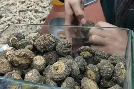 帮朋友买玛卡泡酒，丽江玛卡25一斤、秘鲁玛卡55一斤，买贵了没有视频封面