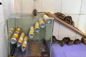 农村小伙自制捕鼠神器，讨厌的老鼠一个晚上被整窝端了（附教程）视频封面