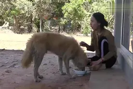 大表妹喂狗狗吃饭,狗狗吃饱就去一边趴着,结果被主人拽到了跟前视频封面