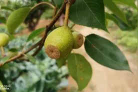 400年历史的莱阳茌梨，每个果子在幼果期都会被割一刀，凤凰涅槃