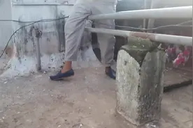 怕跟邻居家的鸽子混了，好好跟人家学学！视频封面