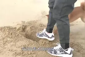 两只狗同时刨坑，一只狗刨坑而另一只埋坑，不出意外埋坑的挨揍了视频封面