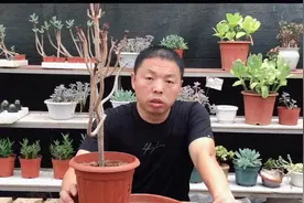 掉光叶子的法师别扔，这么处理能活能长大，大的像盆景