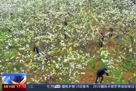 产业奖补助脱贫！打造特色精品产业 带动群众脱贫增收视频封面