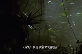 肉食主义者老虎不吃肉，吃起了草，是为什么？镜头记录全过程！