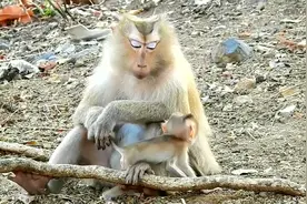 刚出生不久的小猴就可以自己走路，这以后可得了？