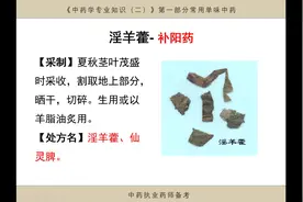 淫羊藿，补肾壮阳，中药执业药师，用于肾阳虚衰，腰膝无力