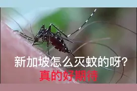 新加坡是怎么灭蚊的呢？1个人，1个小机器，就搞定。视频封面