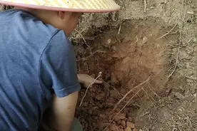 农村集市上卖60元一斤的土茯苓，上山找了很久，终于挖到手了视频封面