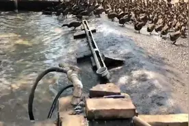 为什么别人养鸭子都能赚钱，你养鸭子老得浆膜炎？它的克星在这里