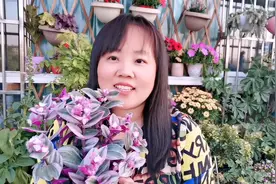 春天给油画婚礼吊兰，浇点长叶肥，越晒越斑斓，比绿萝还好看视频封面