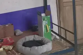 男生宿舍进了一只巴掌大的蜘蛛 --