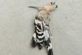 家里飞来一只啄木鸟，喂它东西也不吃，原来是身体快不行了视频封面