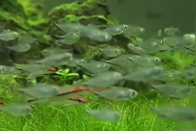 家养金鱼肚子变大咋回事？原因离不开两点，对症下药及时挽救鱼命