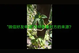 微信好友申请怎样查看对方的来源