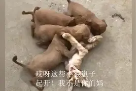 狗喝猫奶不会中毒吗？还是公猫的奶！视频封面
