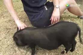 女主人在宠物猪的耳朵后面挠了几下，小猪就躺下睡觉了视频封面