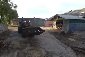 奶牛养殖场的日常操作，把刚出生不久的小牛用铲车铲到牛棚里