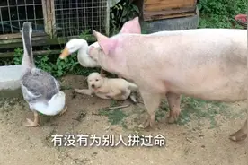 老猪:长鹅妹子，给咱老猪个面子