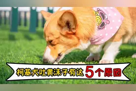 柯基犬吐黄沫子，有这5个原因，主人你都知道吗