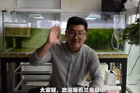 一个月大小的孔雀鱼如何分辨公鱼母鱼？学会这一招 轻松掌握技巧视频封面