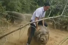 疫情期间小伙闲出病了 和老母猪干上了 搞笑合集不小你打我视频封面