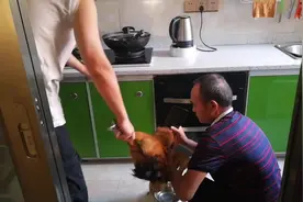 来看看杀鸡过程，农村买的土鸡公拿城里来杀，俩父子配合得太好了