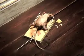 河南搞笑版《老鼠药》