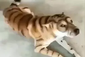 急用钱，忍痛出售东北虎一只视频封面