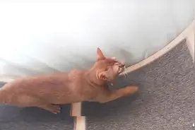 猫咪为何害怕锡纸？实验看看当猫咪遇到锡纸会有什么“化学反应”视频封面
