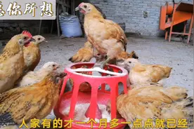 25元一只老爸不卖，自家孵化的小鸡除了一只公鸡，其余全是下蛋鸡