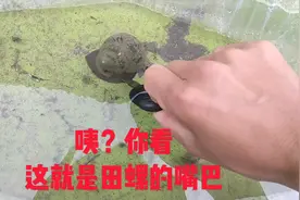 实验证明，存放三个月的田螺依成活，能让你挽回不必要的损失
