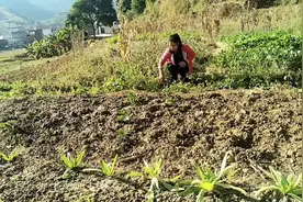 广东连续40多天没下雨了，罗定妹子天天挑水淋菜！