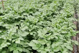 马铃薯最好用的膨大素配方，一季喷3遍，增产可达30%以上