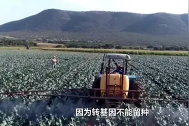 墨西哥禁止进口转基因玉米#玉米 #转基因大豆有什么危害 #粮食视频封面