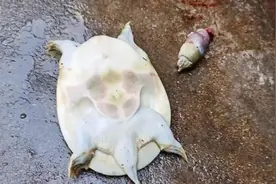 鳖坚强！！头掉下来半个小时了，还不死😓#野生甲鱼视频封面