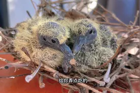 救助两只小斑鸠，都冬天了鸟妈妈还忙着造娃，真服了视频封面