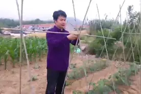 如何种西红柿之给西红柿搭架（扎架）    #我的小菜园