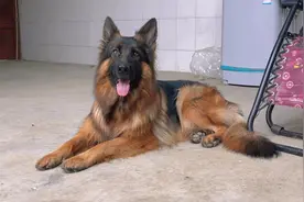 人们眼中凶悍的大狼狗，其实也可以很温柔#德国牧羊犬 #农村生活视频封面