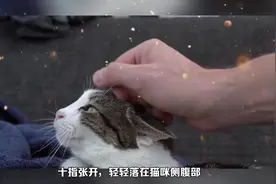撸猫也要讲究手法！5式撸猫法，让猫快乐到极致！#养猫新手