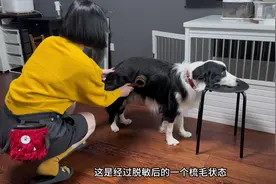 #边牧 #萌宠出道计划 #狗狗 #脱敏训练 #科学养宠攻略