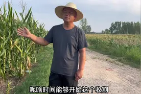 河南南阳的玉米，最早什么时候开始收割？党哥带你到现场了解