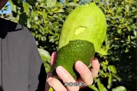 中国最大的牛油果产区在这云南，这个基地在金沙江边视频封面