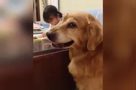 宠物护主名场面：自家狗娃不看，要看小主人？还陪写作业 #猫视频封面