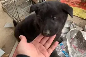 大体五黑小公狗，因为可能有病，绝不推荐给粉丝#中华田园犬视频封面