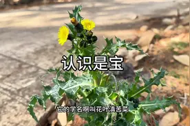 跟蒲公英长得差不多的植物，作用可比蒲公英还强大#植物科普视频封面