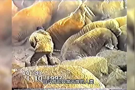 人类用长矛捕杀海象，多少有点残忍#野生动物 #保护动物